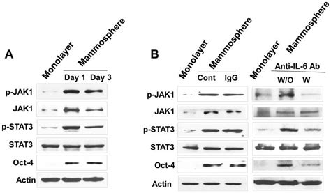 Role Of The IL 6 JAK1 STAT3 Oct 4 Pathway In The Conversion Of Non Stem