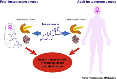 Role Of Sex Steroids In Cell Function Growth And Survival Trends In Endocrinology Metabolism