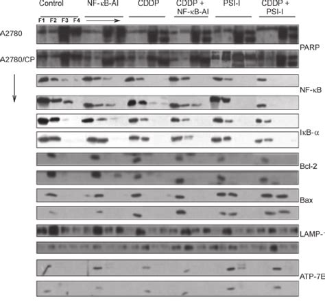 Western Blot Analysis Signaling Apoptosis Molecules Parp Nf κb