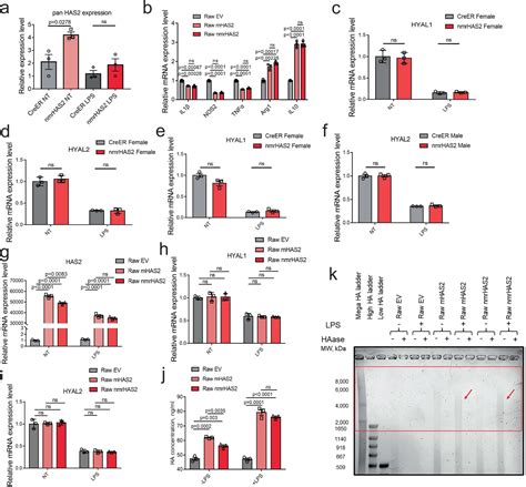 Increased Hyaluronan By Naked Mole Rat HAS2 Improves Healthspan In Mice PMC