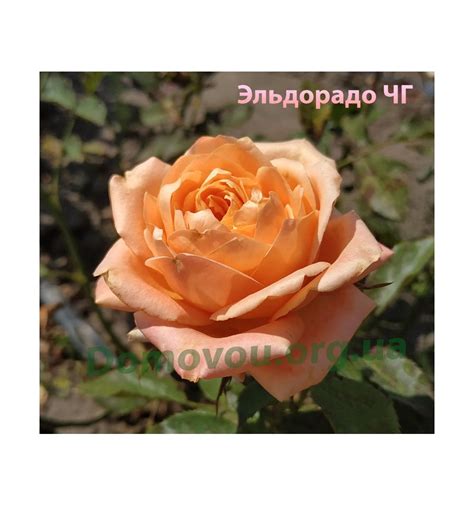 Роза Эльдорадо Фото И Описание – Telegraph