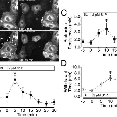 S1p Causes Longer Lasting Lamellipodia Protrusions A Huvec Expressing