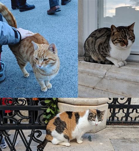 Sex Linked Genes Biology Oer Page