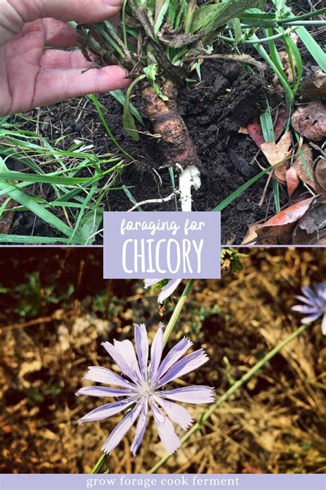 Foraging for Chicory | Wild food foraging, Edible wild plants, Edible ...