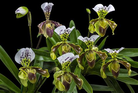 Paphiopedilum American Hybrid | Unusual flowers, Paphiopedilum, Orchids