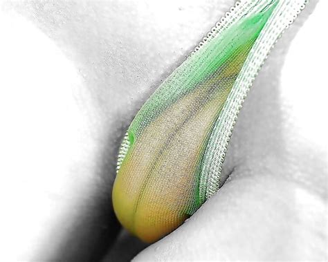 See Through Amateur Babes Camel Toes Hoeschen33 4729634 16 Porn Pic