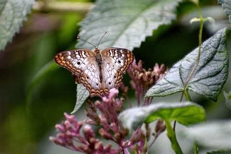 butterfly plant leaves  photo  pixabay