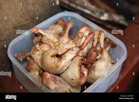 Guinea Pig Roasted Traditional Meal In Peru South America Stock