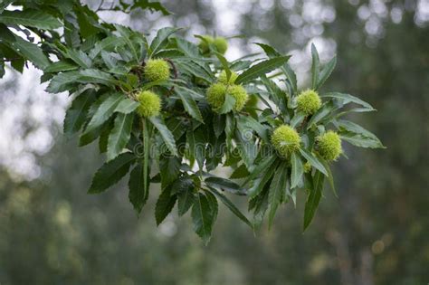 Kastanea Sativa Rijpingsvruchten In De Stekelkever Eetbare Verborgen