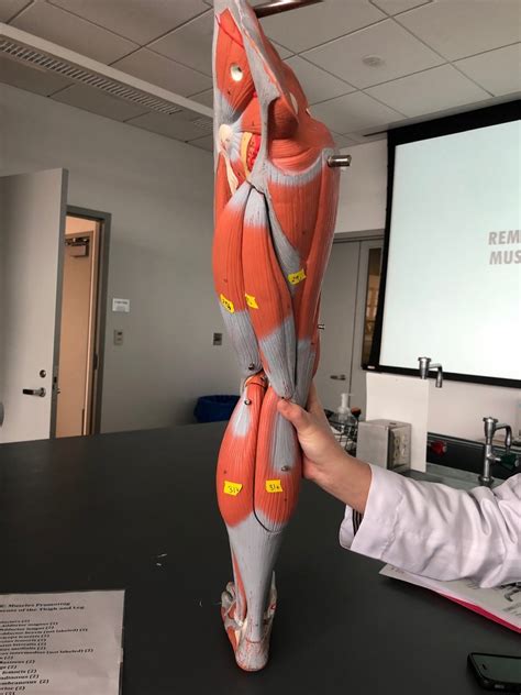 Muscles Promoting Movements of the Thigh and Leg Diagram | Quizlet