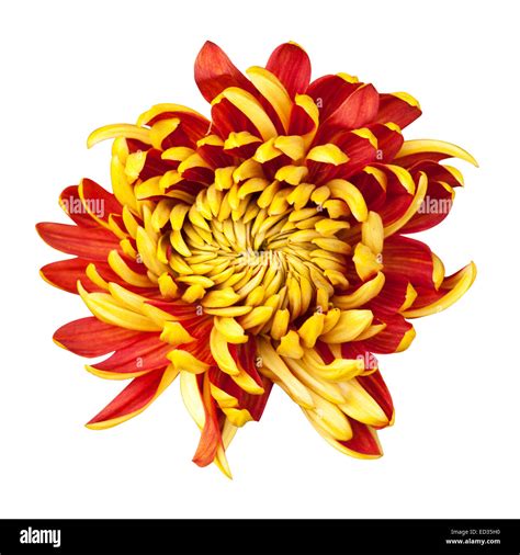 Beautiful Golden Autumn Irregular Incurve Chrysanthemum Meaning Big