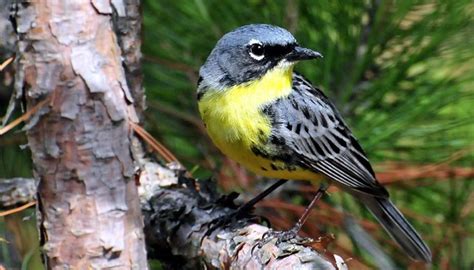 Michigan Songbird No Longer on Endangered Species List - The Michigan Star