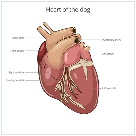 814 Anatomy Dog Heart Images, Stock Photos, 3D objects, & Vectors ...