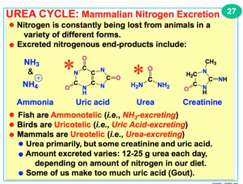 Lecture Urea Cycle Averting Nh Toxicity Flashcards Quizlet