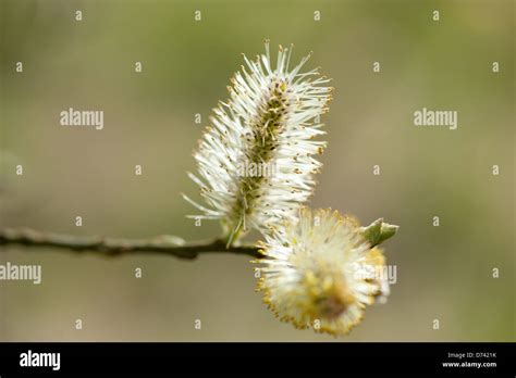 Pussy Willow Branches On A Green Background Stock Photo Alamy