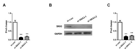 Depleting Ska3 In Lung Adenocarcinoma A549 Cells Using Sirna A The