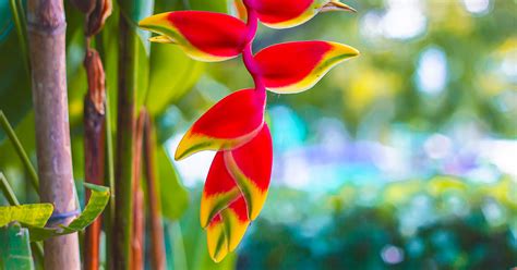 Heliconia Growing And Care Guide The Garden Magazine