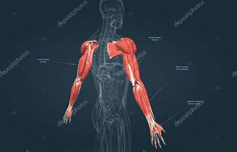 The Muscles That Move The Forearm Are Located Along The Humerus Which