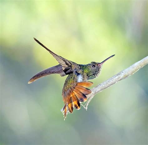 Hummingbird Photography | Flickr