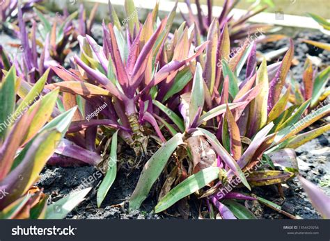 Tradescantia Spathacea Sw Medicinal Tree Stock Photo 1354429256