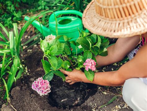 How to Plant and Care for Hydrangea Shrubs - Backyard Boss