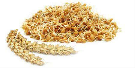 Пророщенная пшеница: польза и вред, советы врачей, как прорастить