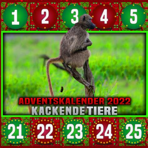 Buy Adventskalender 2022 Kackende Tiere Kackende Tiere Adventskalender