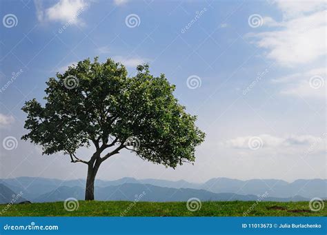 tree high   mountains stock image image  loneliness