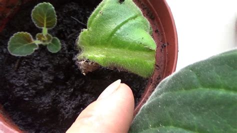 Размножение глоксинии листиками.Еще один способ. - YouTube