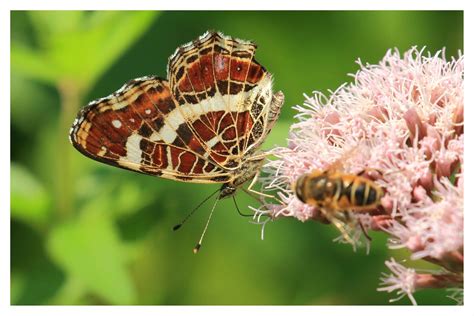 Carte G Ographique Map Butterfly Araschnia Levana Flickr