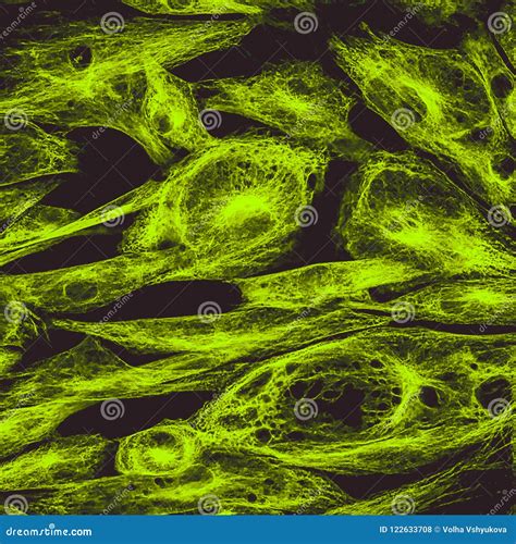 Confocal Microscopy Of Fibroblast Cells Stock Photo Image Of Biology