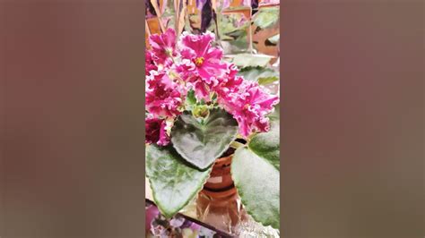 Фиалка ЛЕ_Веснянка - YouTube