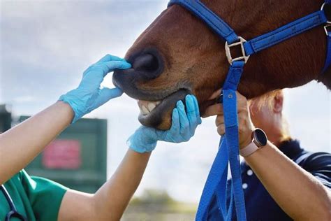 how to become a wildlife veterinarian