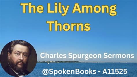 The Lily Among Thorns A Charles Spurgeon Sermons Youtube