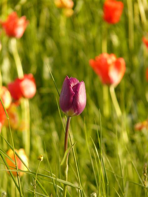 Free Images Grass Blossom Field Meadow Prairie Flower Purple