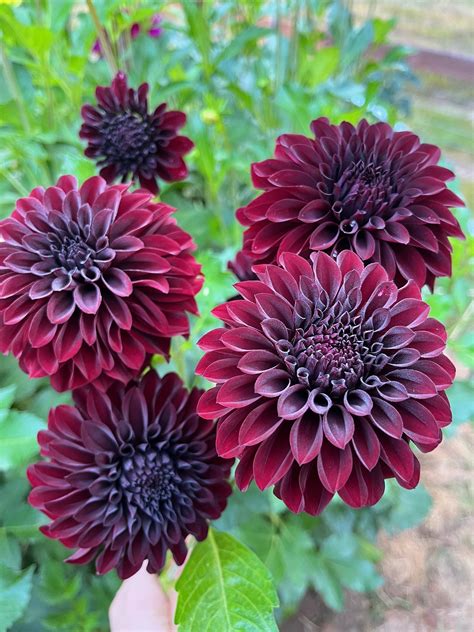 Dahlias 101: How to grow and care for your dahlias — Cedar Flats Flower