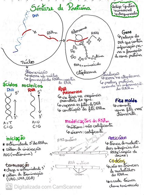 Síntese De Proteínas Resumo - Mapa mental síntese protéica | Síntese de proteínas mapa mental ...