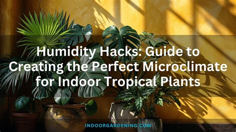 how to care for indoor snake plant