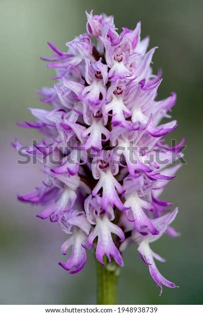 Naked Man Orchid Orchis Italica On Stock Photo Shutterstock