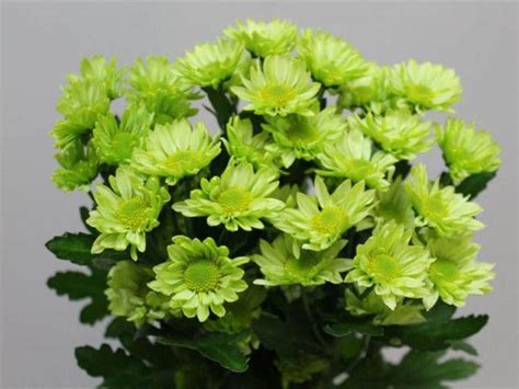 Зеленые хризантемы. Фото, название, сорта, описание