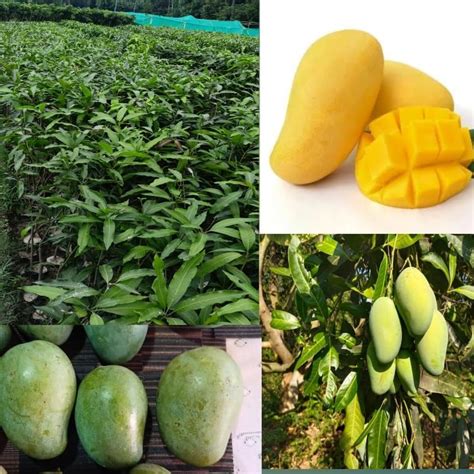 Pyanabi Nursery Amrapali Mango Plant Grafted Plant Height 2 3 Feet