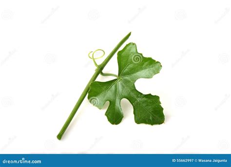 Ivy Gourd Coccinia Grandis L Voigt Leaves Stock Image Image Of