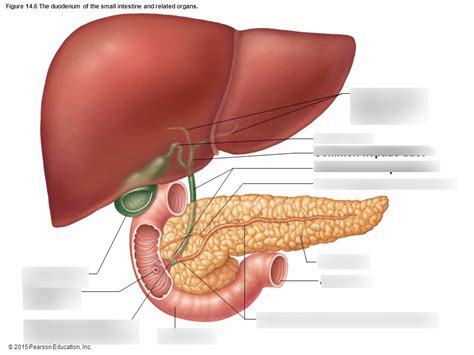 Hepatopancreatic Ampulla Duodenal Duct