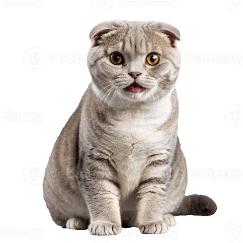 Scottish Fold Cat Sitting Isolated Transparent Photo 44760649 Png