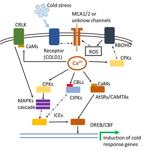 Calcium Signaling Mediated Plant Response To Cold Stress In Download Scientific Diagram