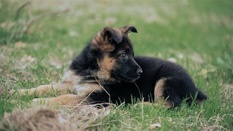 Cuccioli Di Pastore Tedesco A Pelo Corto Allevamento Di Casa Falcone