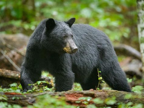 66 Year Old Man Hunted And Killed By A Predatory Black Bear As He Drank Morning Coffee At His