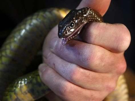 Coastal Taipan Bite