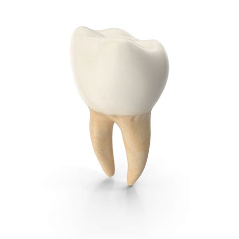 tooth  molar png images psds   pixelsquid