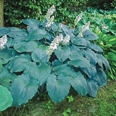 Blue Angel Hosta Shop Hosta Spring Hill